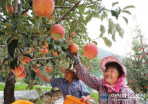 추석용 함양산 사과 수확해요~