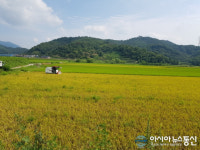 하동군, 금남면 대치리서 올해 첫 벼 수확