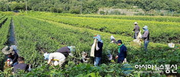영양읍행정복지센터 고추수확 봉사 구슬땀