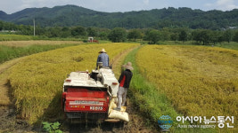 충북 옥천서 첫 벼베기…수확의 계절 ‘땀의 결실’