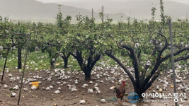 (포토뉴스) 제13호 태풍 링링…순천 낙안배 피해 속출