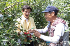 (포토)낙과 피해 사과농장서 일손돕는 홍성열 증평군수