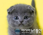 프리미엄 고양이분양샵 나비캣, 24시간 상담으로 초보 애묘인에들에게 눈길
