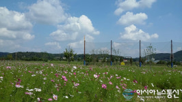 합천 야구장 주변 ‘가을 전령 코스모스 개화’