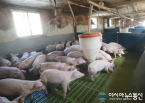 충남 천안시,아프리카돼지열병(ASF) 차단 방역 안간힘