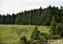 한라산 목장 따라 둘레길 걸어보세요