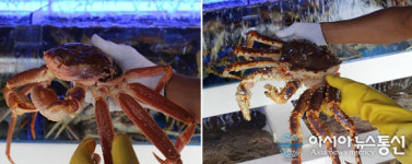 안산 맛집 ‘크래버대게나라’ 가을맞이 외식, 회식 장소로 눈길