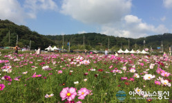 대전 대덕구 장동 계족산 코스모스축제 열려