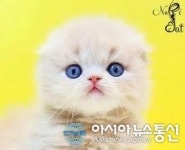 프리미엄 고양이 분양샵 나비캣, 합리적인 분양가와 완벽한 상태의 고양이로 눈길