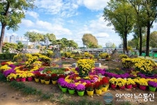 증평군, 내달 10일까지 미루나무 숲에서 국화꽃 전시회