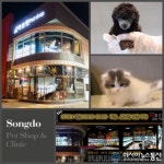 원스톱솔루션을 겸비한 강아지분양, 고양이분양 전문 애견샵 미유펫 반려인들의 주목받아