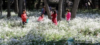 밀양 삼문송림과 구절초