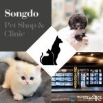 시대에 앞서나가는 고양이분양, 강아지분양 프리미엄 전문 애견샵 미유펫 인기