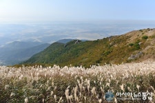 충남 홍성군, 가을 억새풀 장관...오서산 ‘각광’
