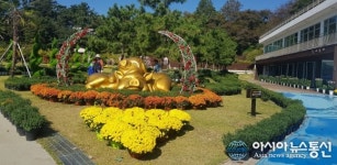 창원시, 국화향 가득한 마산 돝섬으로 놀러오세요