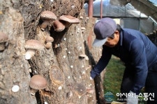 충북 영동은 지금 ‘영표(영동 표고)’ 수확이 한창