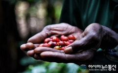 탄자니아가 자랑하는 킬리만자로산 커피