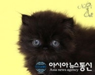 프리미엄 고양이 분양샵 나비캣, 반려묘를 합리적인 분양가로 만날 수 있어