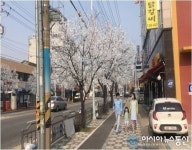 대전 동구, 우암로 가로수 전체 ‘왕벚나무’로 교체
