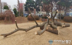 전주 노송광장 자연놀이터 오는 6일 전격 개방