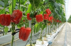 남원시 ‘춘향愛인’, 전국 5대 농산물 브랜드 선정