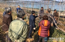 고령군, 새소득 작목 체리 동계 전정교육 실시