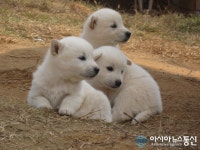 창원시, 농촌지역 실외 반려견 중성화수술 지원사업 시행