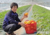 고령 다산참외 첫 출하