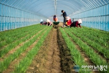 ‘봄철 보약’ 김해 대동 초벌 부추 출하