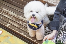 인천 애견동반식당 피제리아 일피노, 강아지와 내방시 수제 유기농쿠키와 개모차 제공해 눈길