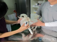 지난해 대전서 유기동물 줄고 주인반환-입양 늘었다