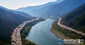 구례군, 산수유꽃축제에 이어 섬진강벚꽃축제도 취소