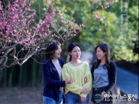 [아통포토] 전주한옥마을, 코로나19 불안에도 홍매화는 관광객과 함께 웃는다~