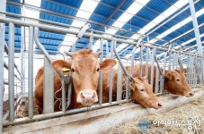 임실군, 전국유일 입식우 이차보전사업 급부상