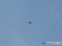 창녕군청 인근을 비행하는 따오기