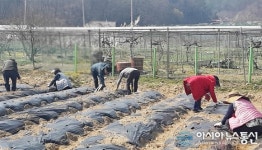대전 서구 가수원동 복지만두레, 올해도‘사랑의 감자 심기’
