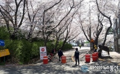 진해구, 벚꽃 주요 관광지 불법 주정차 단속강화