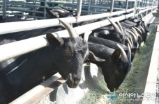 순창군, 흑염소 사육 농가에 건초 지원