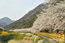 [아통포토] 장성 백양사 벚꽃길… 사진으로만 보세요