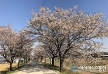 진천군, 지석탄사거리~영주원사거리 구간 등 명품 가로수길 조성