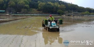 달성군 하빈면 올해 첫 모내기 시작