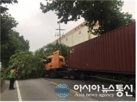음성군, 감우리~신천리 간 버즘나무 가로수 전정사업 추진
