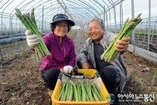 양구군, 아스파라거스 생산 시작