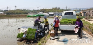 용인시, 백암면서 풍년 기원 올해 첫 모내기