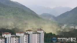 계룡산 자락에 피어오르는 송화가루