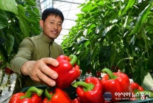남원 운봉 지리산 파프리카 첫 수확