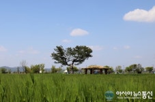 [아통 포토] 함안 강나루생태공원, 청보리밭에 청량감 가득