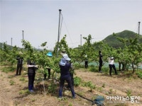 영덕 농업기술센터 농축산과 농촌 일손 돕기 나서