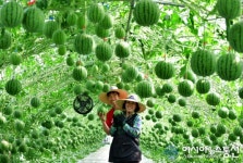 달성군 논공읍서 애플수박 수확체험 진행