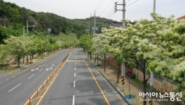 김해시, 이팝나무 명소화 추진